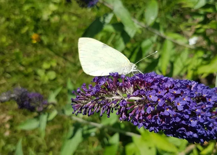 홈스테이 Przystan Kapitanat *