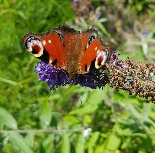 Homestay szállás Przystan Kapitanat